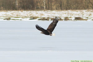 Havsörn, Haliaeetus albicilla